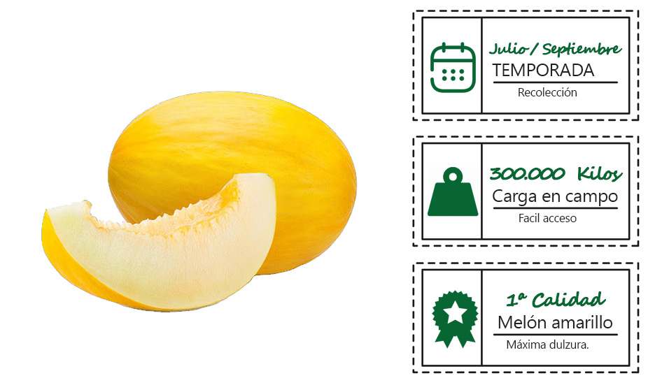 Melon amarillo